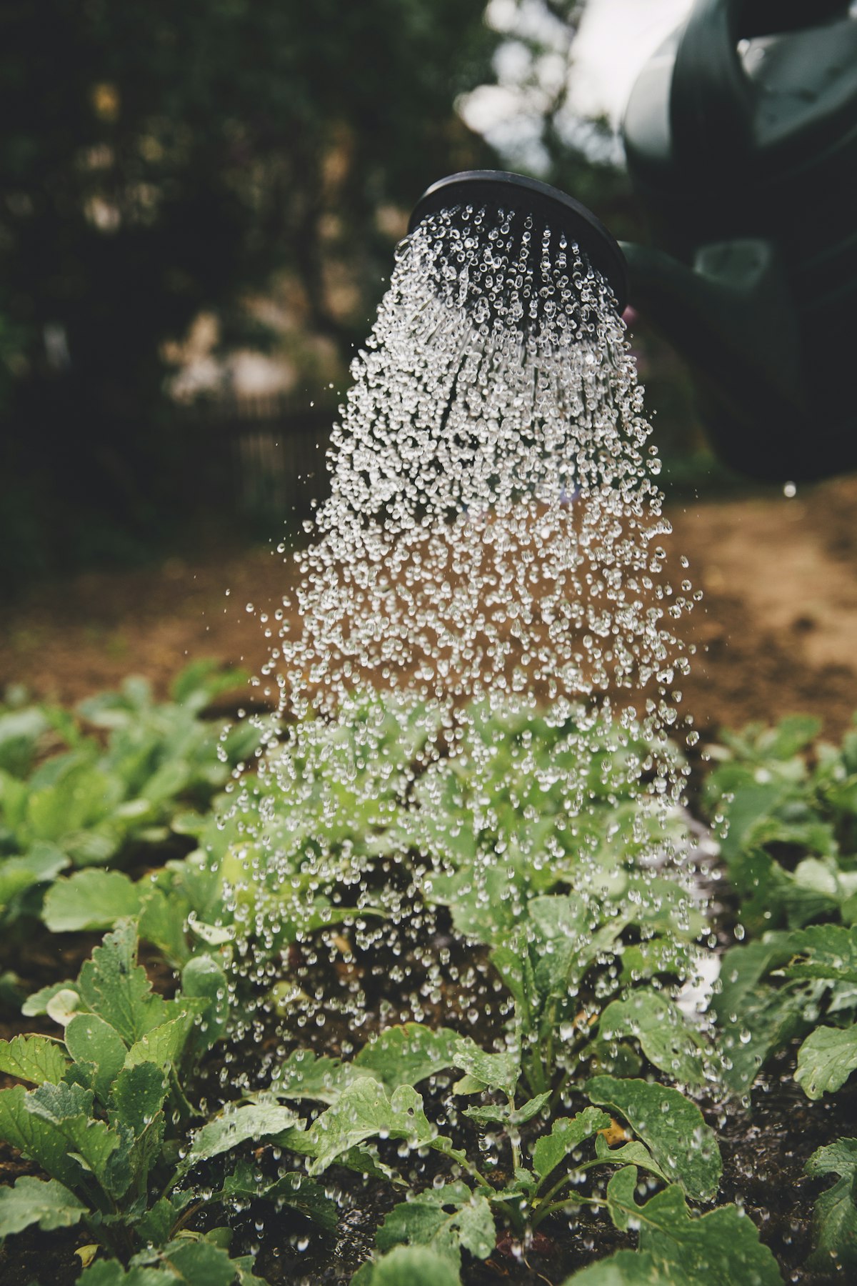 Entretien du jardin à Fonsorbes